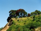 Pohutukawa Tree On The Mount.JPG (102 KB)